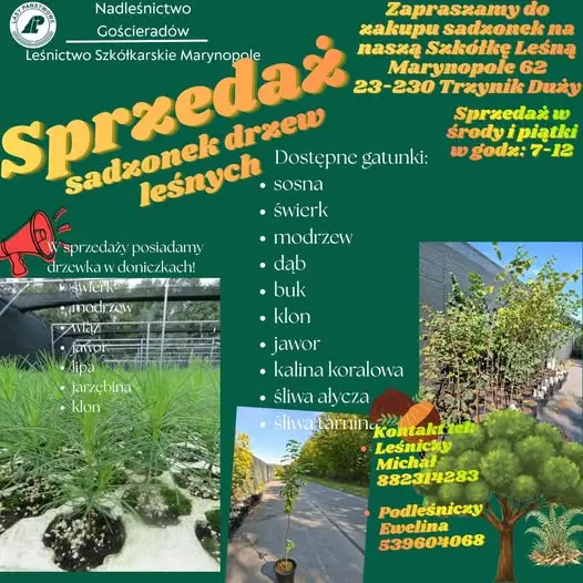 Nadleśnictwo Gościeradów zaprasza po sadzonki do Szkółki Leśnej Marynopole