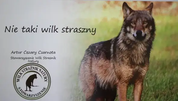 Warsztaty o wilkach – pasjonat przyrody uczył szacunku do dzikich zwierząt